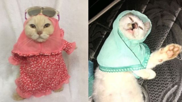 menerka-penyebab-tren-hijab-kucing-kini-marak-di-tanah-air