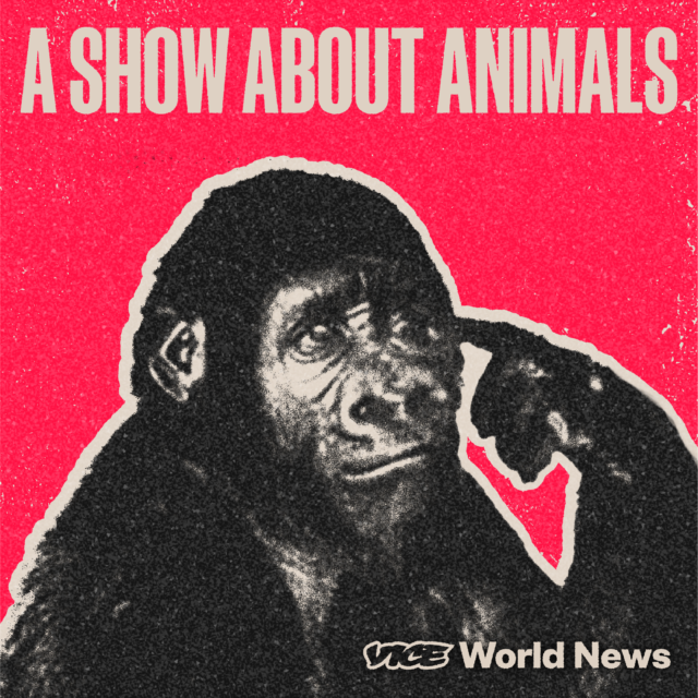 mengenang-koko,-satu-satunya-gorila-yang-bisa-memahami-bahasa-manusia