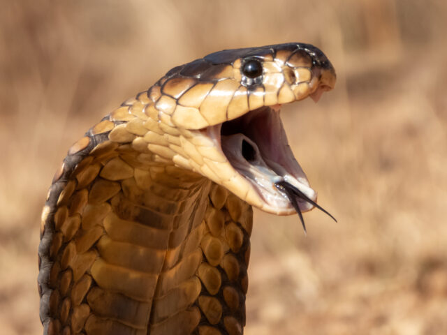 lelaki-malang-alami-‘pembusukan-biji’,-akibat-digigit-ular-kobra-saat-buang-air