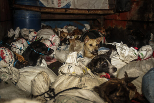 polres-sukoharjo-secara-dramatis-selamatkan-53-anjing-yang-hendak-dijagal