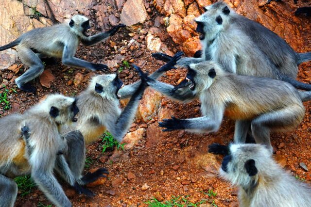 dua-monyet-jadi-pembunuh-berantai,-sengaja-jatuhkan-250-anak-anjing-dari-pohon
