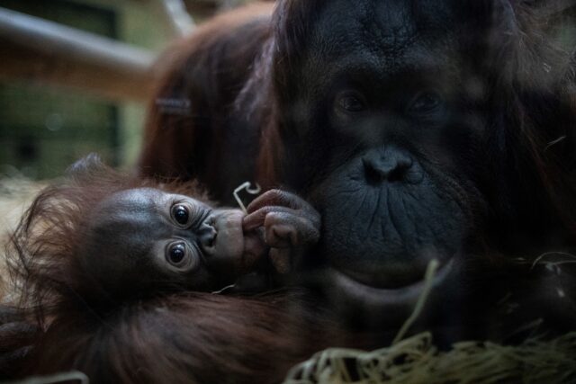 hasil-riset:-orangutan-dan-separuh-spesies-primata-indonesia-terancam-punah-2050